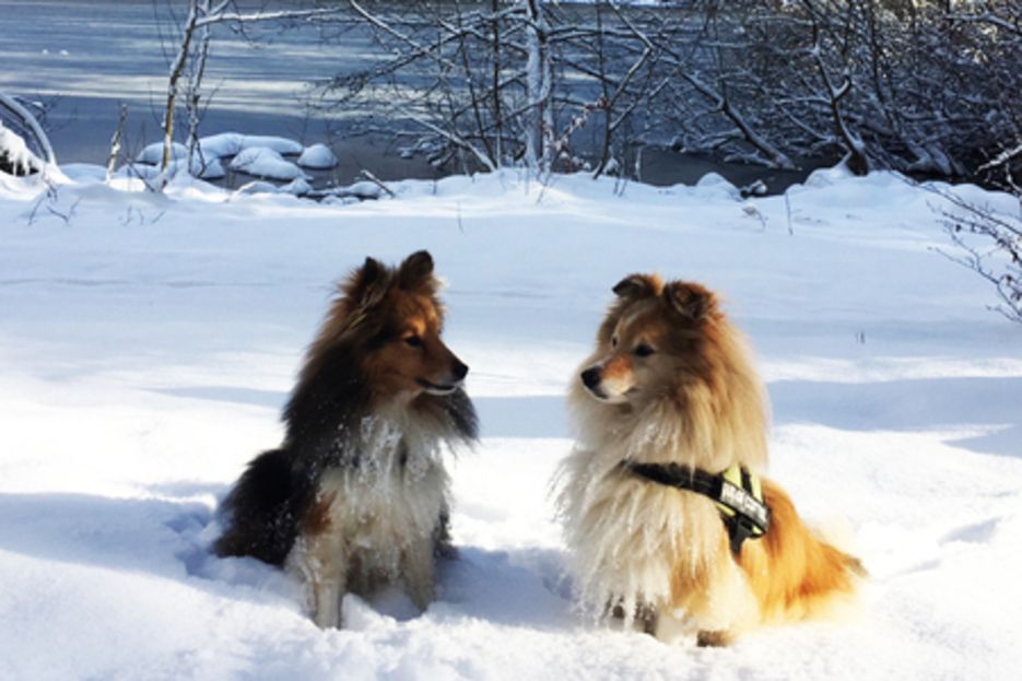 Le chien a besoin de savoir ce qui est juste. Le chien a besoin de savoir ce qui est juste.